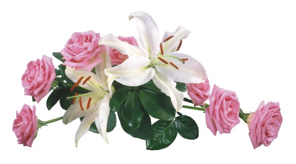 лилии цветок