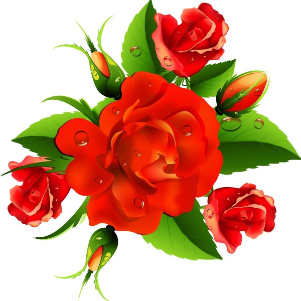 роза на прозрачном фоне