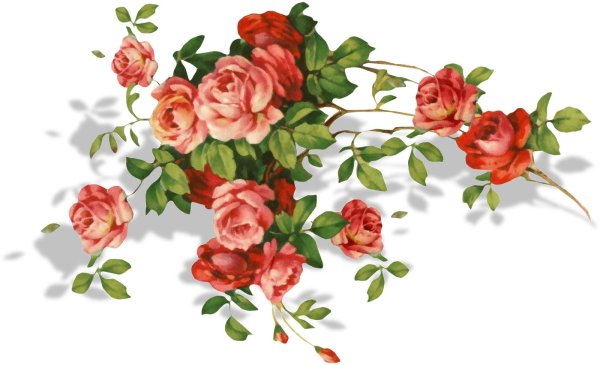 роза плетистая ветка