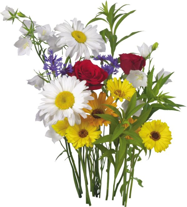 букет цветов полевые
