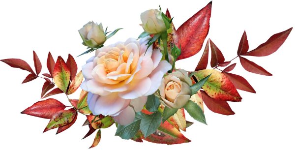 цветочные композиции на прозрачном фоне