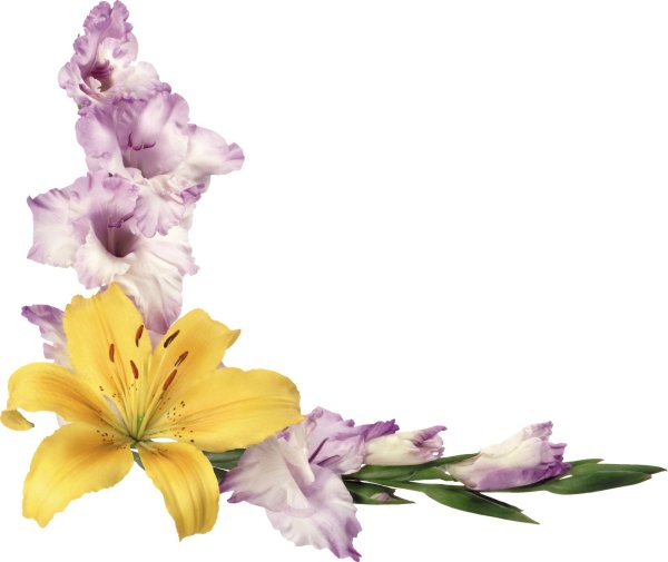 рамка цветами