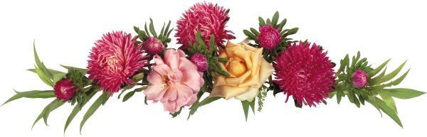 цветок астра