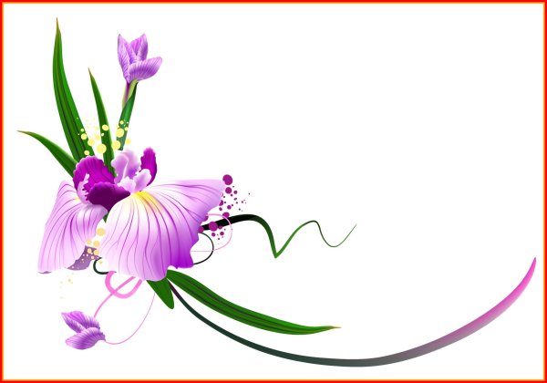 ирис цветок