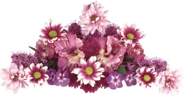 цветок хризантемы