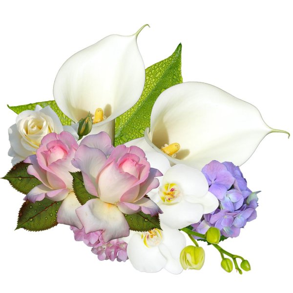 калла белая