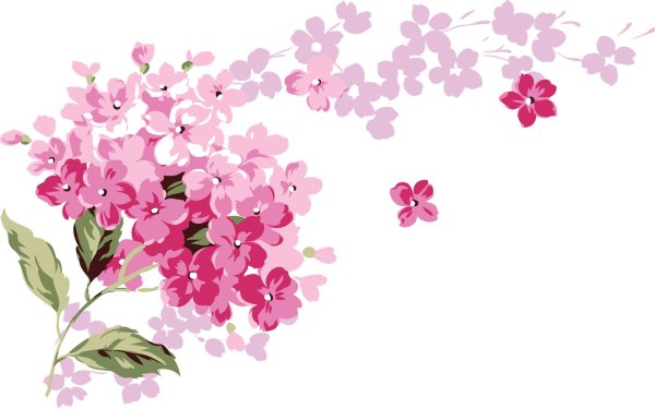 розовые цветы без фона