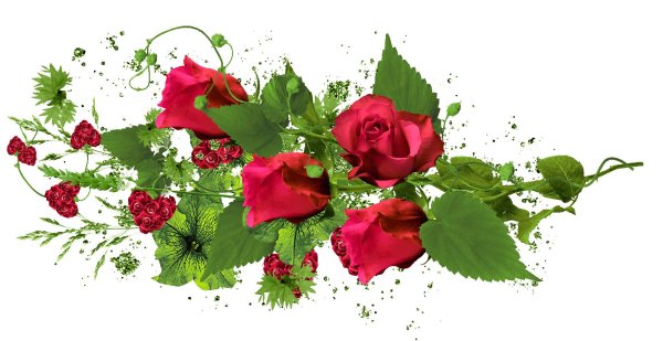 цветы без фона