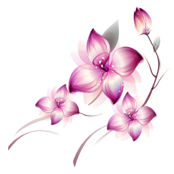 красивые цветы без фона