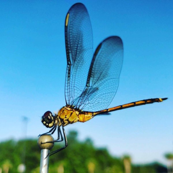 Стрекоза