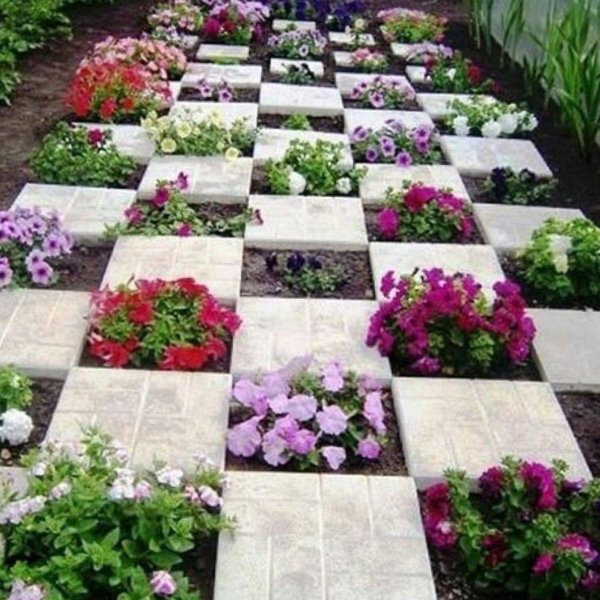 моноклумба петуния