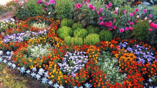 цветок на клумбе