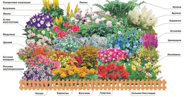 цветник многолетников непрерывного цветения