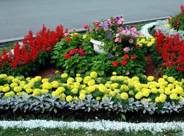 сальвия бархатцы цинерария