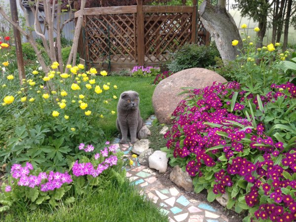 серый шотландский вислоухий кот