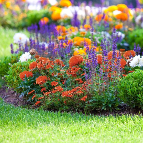 красивые клумбы из многолетников