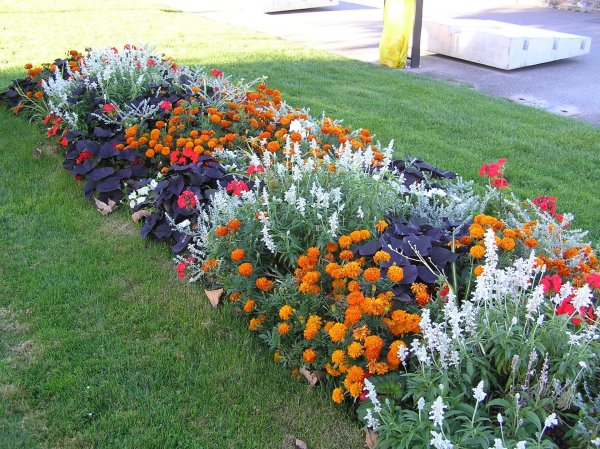 цветник эшшольция бархатцы