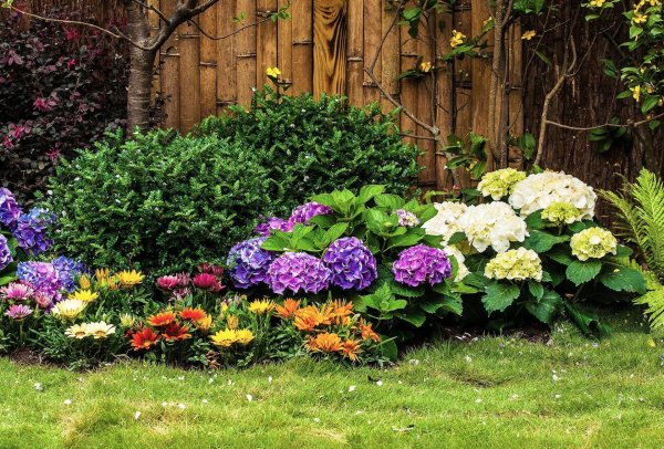 крупнолистная гортензия