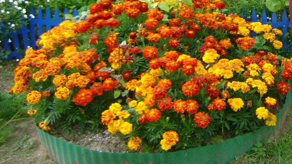 бархатцы тагетес