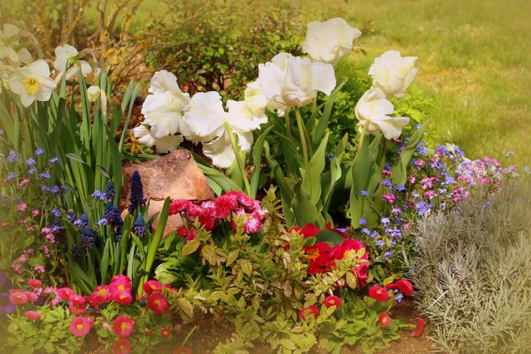 луковичные многолетники фрезия