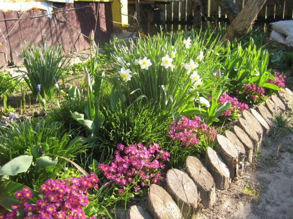 бадан на клумбе