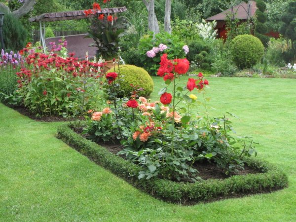 ландшафтный дизайн розы