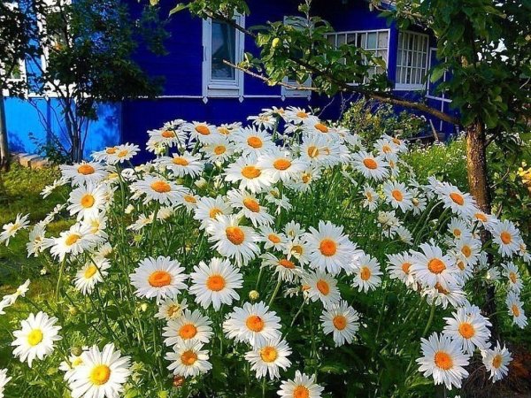 цветки ромашки