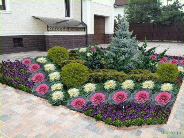 рабатка версаль