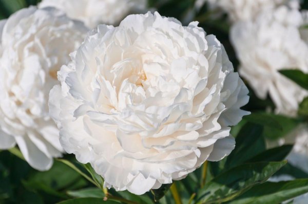 Белые пионы