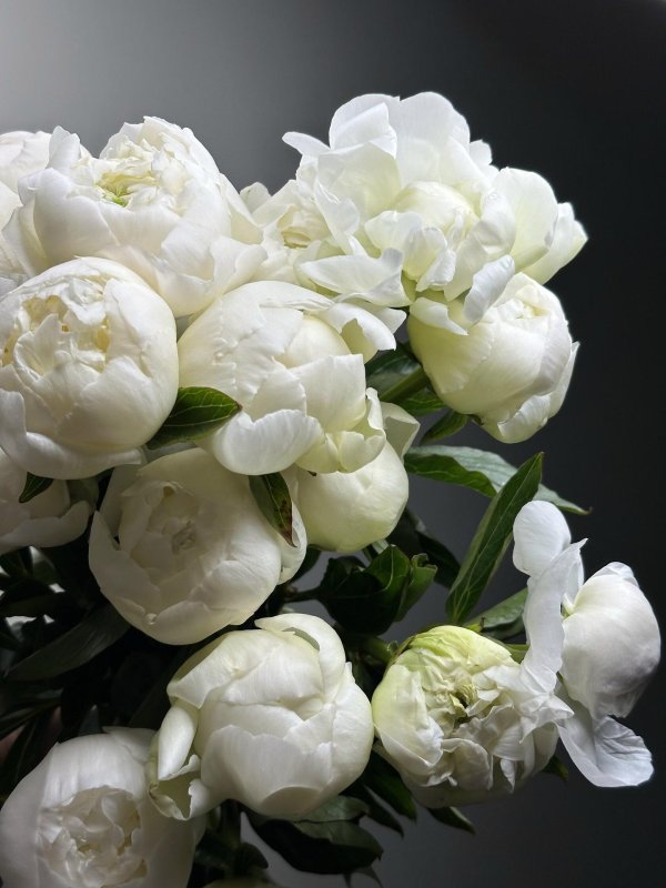 Белые пионы