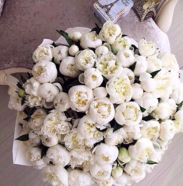 Белые пионы