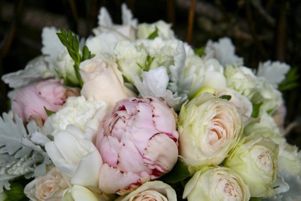 Белые пионы