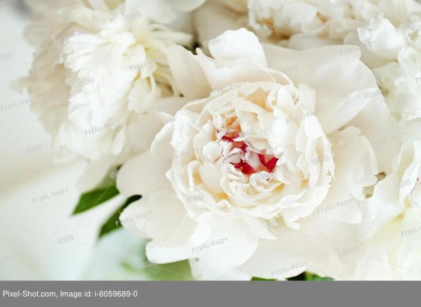 Белые пионы