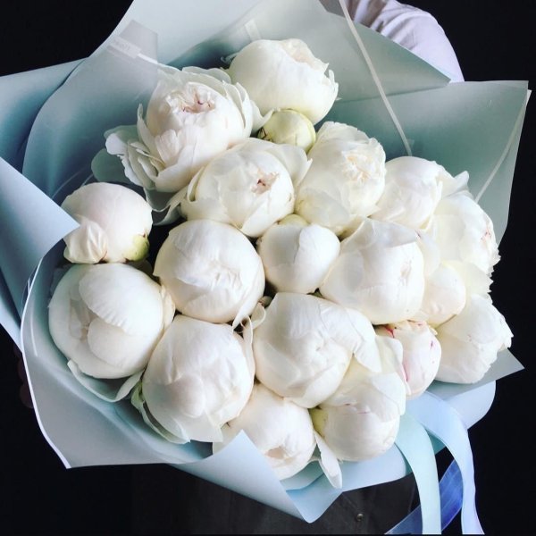 Белые пионы