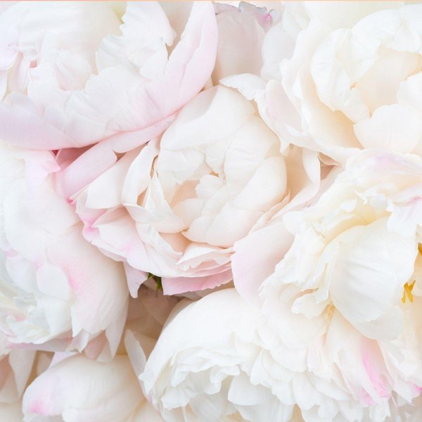 Белые пионы