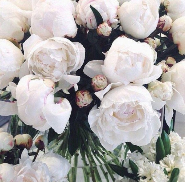 Белые пионы