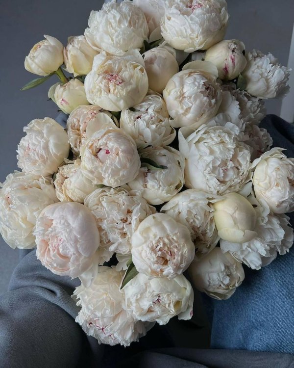 Белые пионы