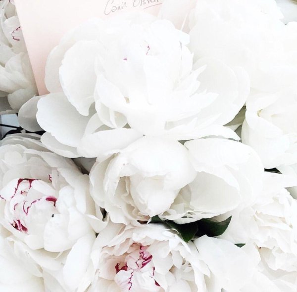 Белые пионы