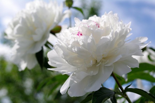 Белые пионы