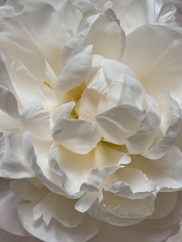 Белые пионы