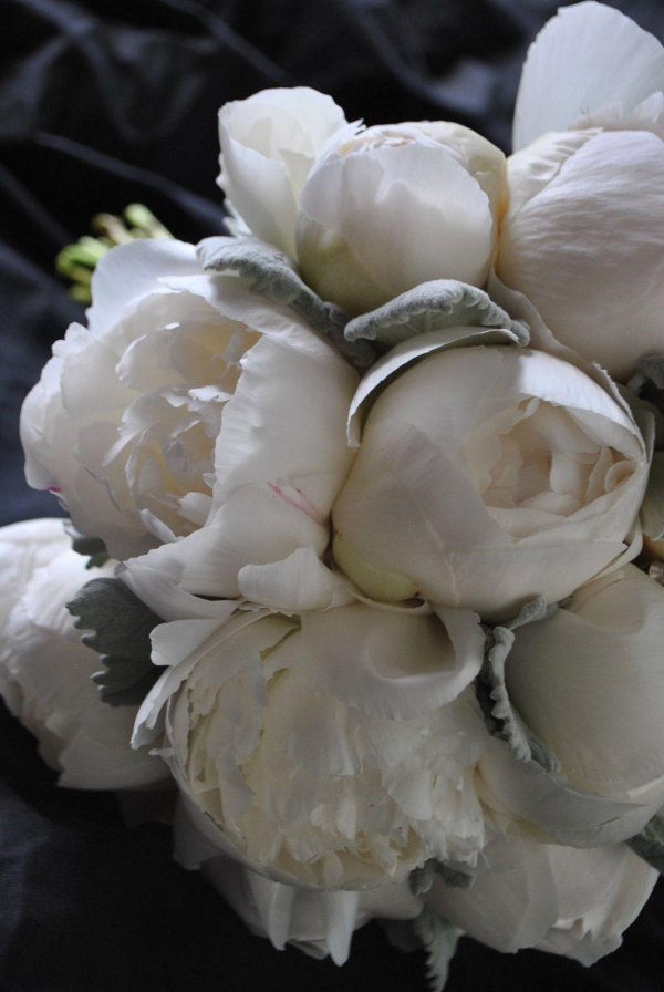 Белые пионы