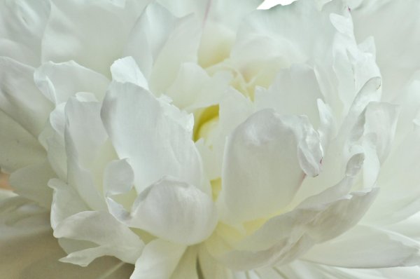 Белые пионы