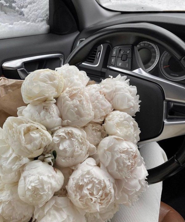 Белые пионы