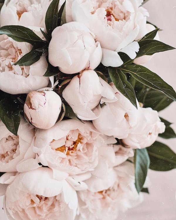 Белые пионы