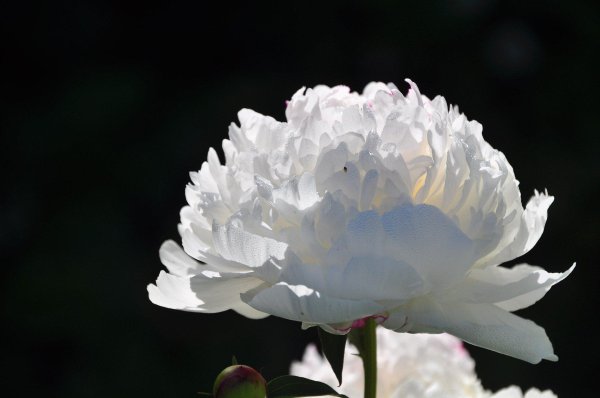 Белые пионы