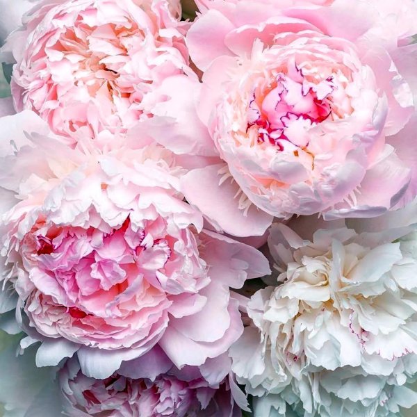 Белые пионы