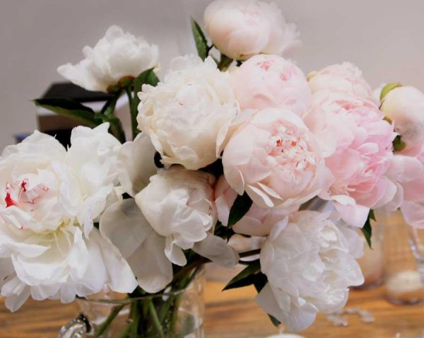 Белые пионы