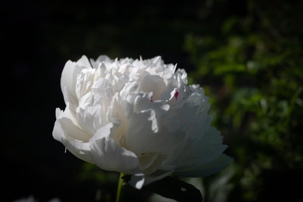 Белые пионы