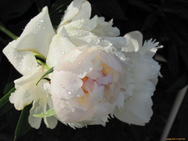 Белые пионы