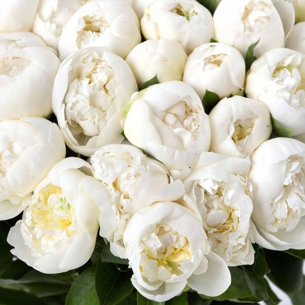 Белые пионы